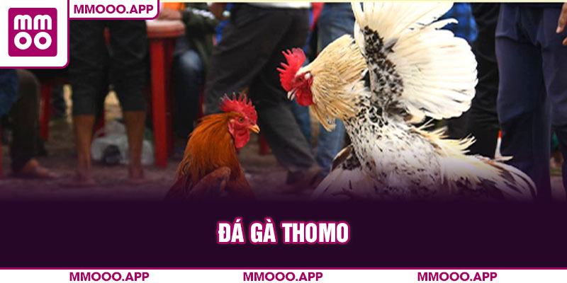 đá gà thomo