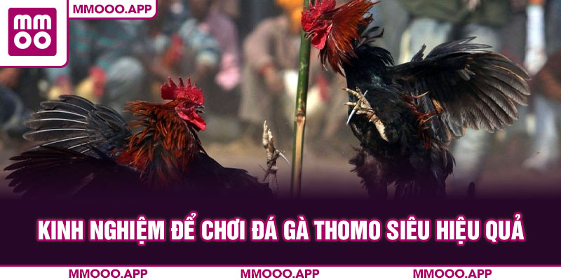 Kinh nghiệm để chơi đá gà thomo siêu hiệu quả
