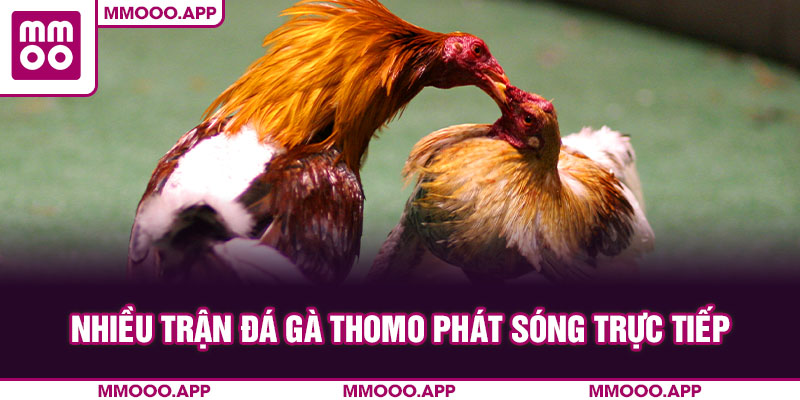 Nhiều trận đá gà thomo phát sóng trực tiếp