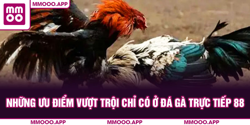 Những ưu điểm vượt trội chỉ có ở đá gà trực tiếp 88